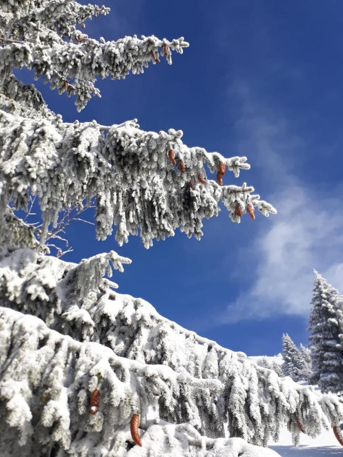 مبيت وإفطار Tambre dʼAlpago Da C I S A المظهر الخارجي الصورة
